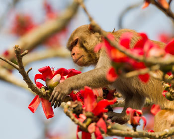 macaque